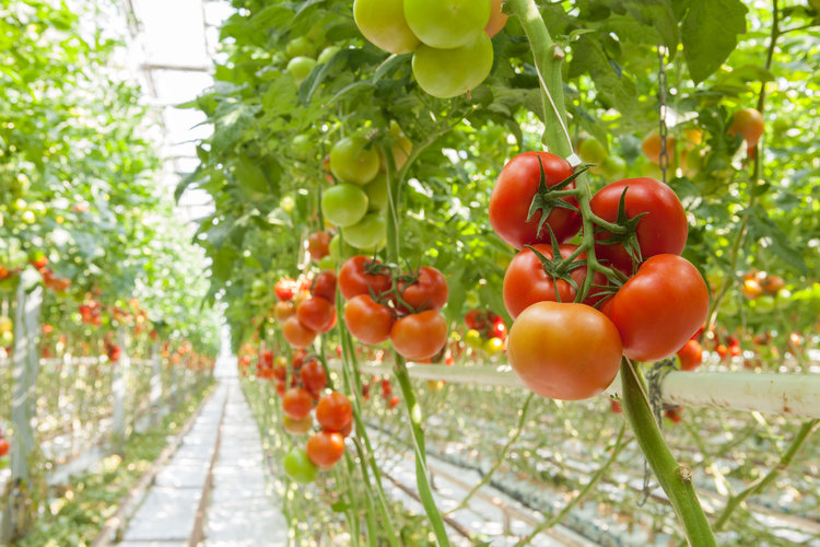 Tomatoes in greenhouse