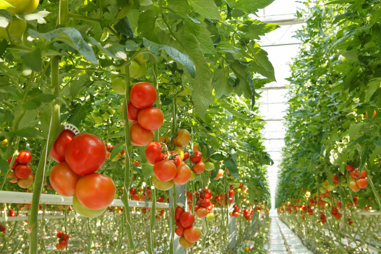 Tomato plants growing in a greenhouse
